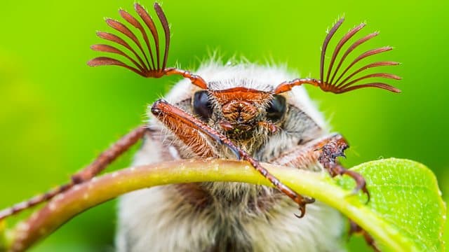 Cockchafer image